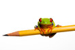 Frog on a Pencil