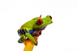 Frog on a pencil Frog on a pencil