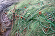 Les filets verts - Les Goudes