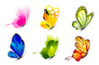 Colorful Butterlies Colorful Butterlies