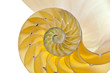 Photo: Nautilus shell Nautilus shell