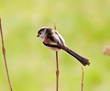 Foto: top view of pretty Long Tailed Tit top view of pretty Long Tailed Tit