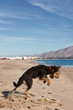 Dog leaping on tennis ball, sand flying everywhere