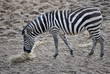 grants zebra eating hay at dubllin zoo ireland