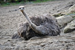 female ostrich having a sand bath