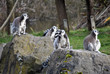group of ring tailed lemurs, lemur catta