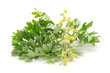 Wormwood Isolated on White Background Wormwood Isolated on White Background