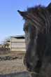 Horse eye