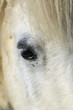 poney blanc