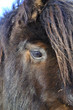 poney