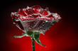 beautiful close-up rose with water drops beautiful close-up rose with water drops