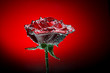 beautiful close-up rose with water drops beautiful close-up rose with water drops