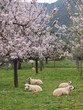 Mandelblüte und Schafe