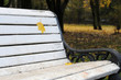yellow maple leaf on the white wooden bench