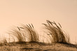 Photo: Strandhafer im Abendlicht Strandhafer im Abendlicht