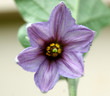 Fleur d'aubergine Fleur d'aubergine