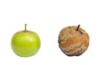 Fresh and rotten apple