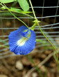 Clitorea ternata fleur bleue Clitorea ternata fleur bleue