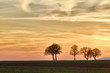 Trees at sunset with walker, Pfalz, Germany