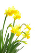 Yellow daffodils Yellow daffodils