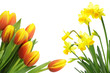 Beautiful spring flowers Beautiful spring flowers