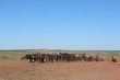 Horse herd grazing on the steppe red clay hills