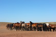 Horse herd grazing on the steppe red clay hills
