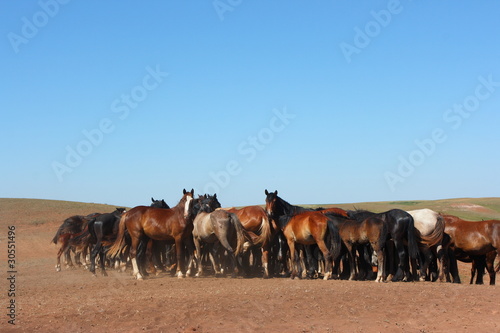 Photo: Horse herd grazing on the steppe red clay hills Horse herd grazing on the steppe red clay hills