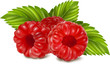 Vector illustration of ripe raspberries.