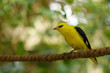 Golden oriole sitting on a rope Golden oriole sitting on a rope