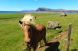 Horses By The Fjord