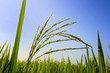 Paddy Field