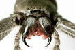 Spider, Huntsman, Holconia immanis, Large Australian spider with