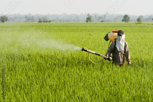 Photo: Asia Paddy Field Asia Paddy Field