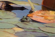 frog