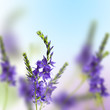 wild flowers