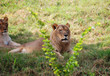 Young Lion