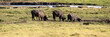 Buffalo, Amboseli National Park
