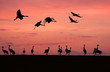 Grus Grus. A couple of cranes against red sky. Grus Grus. A couple of cranes against red sky.