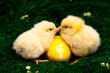 Yellow chick