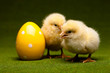 Yellow chick