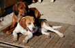 Famiglia di Cani