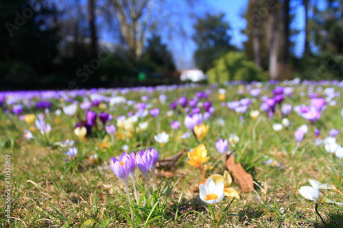 Foto: Krokuswiese / Crocuses Krokuswiese / Crocuses