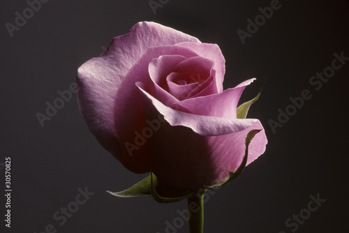 Photo: Closeup of pink rose against a gray background Closeup of pink rose against a gray background