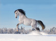 arab horse in winter