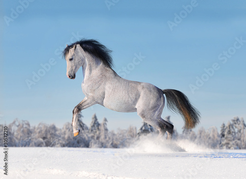 Photo: arab horse in winter arab horse in winter
