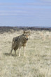 Wolf Wolf