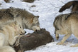 Wolf pack interaction