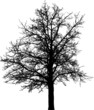 cherry tree