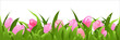 Tulips Panorama